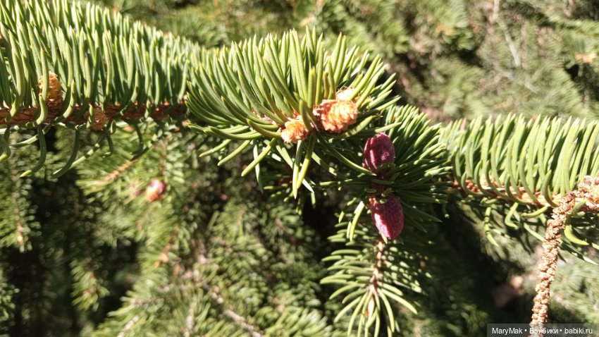 Моя Молли приехала — Фигурки Pop Mart (Поп Март): Blind Box (фото 10)