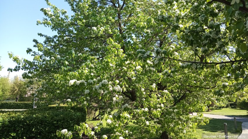 Моя Молли приехала — Фигурки Pop Mart (Поп Март): Blind Box