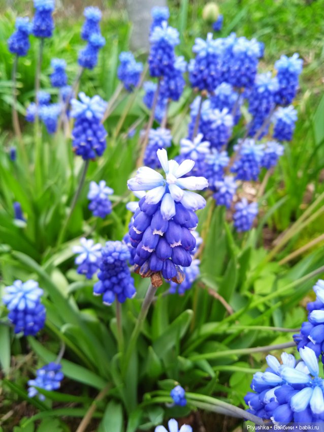 Вайнона - фея цветов — Домашние фото авторских кукол: личные коллекции (фото 2)