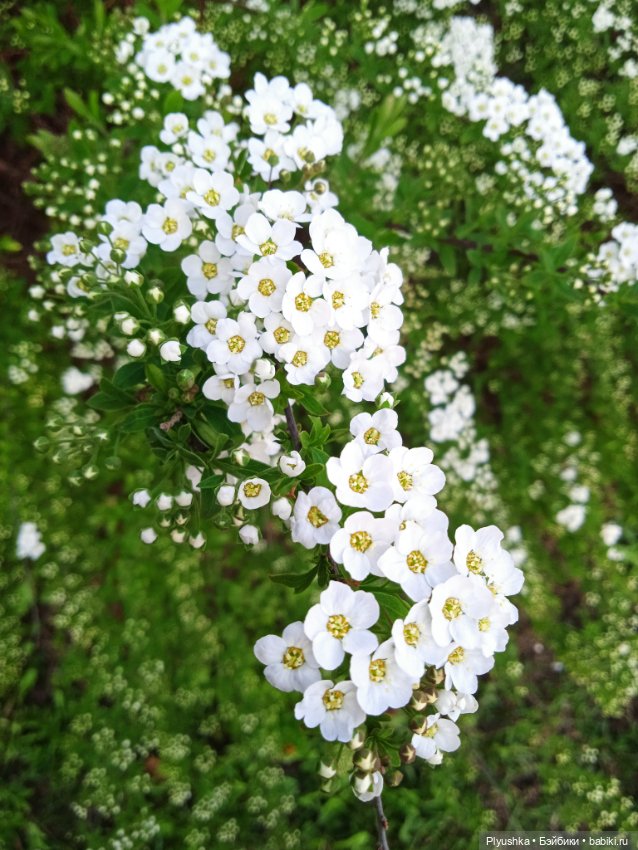 Вайнона - фея цветов — Домашние фото авторских кукол: личные коллекции (фото 6)