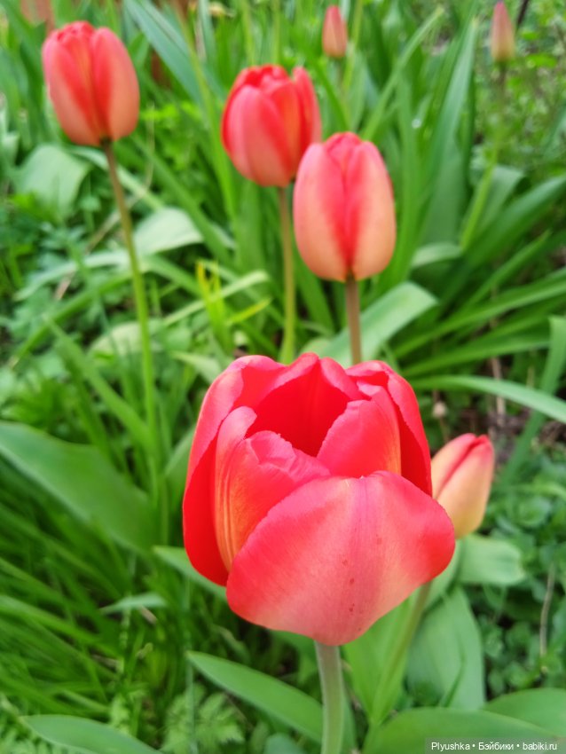 Вайнона - фея цветов — Домашние фото авторских кукол: личные коллекции (фото 4)