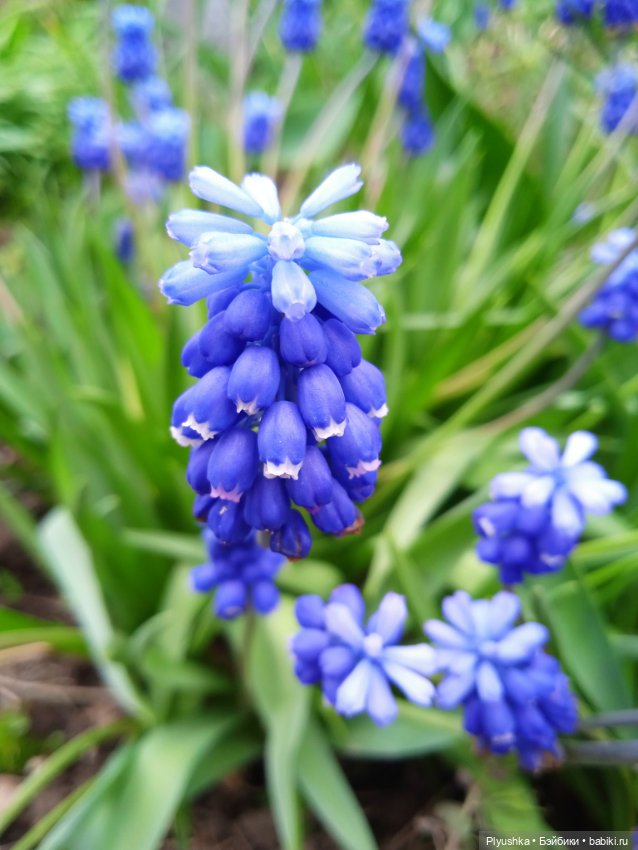 Вайнона - фея цветов — Домашние фото авторских кукол: личные коллекции (фото 3)