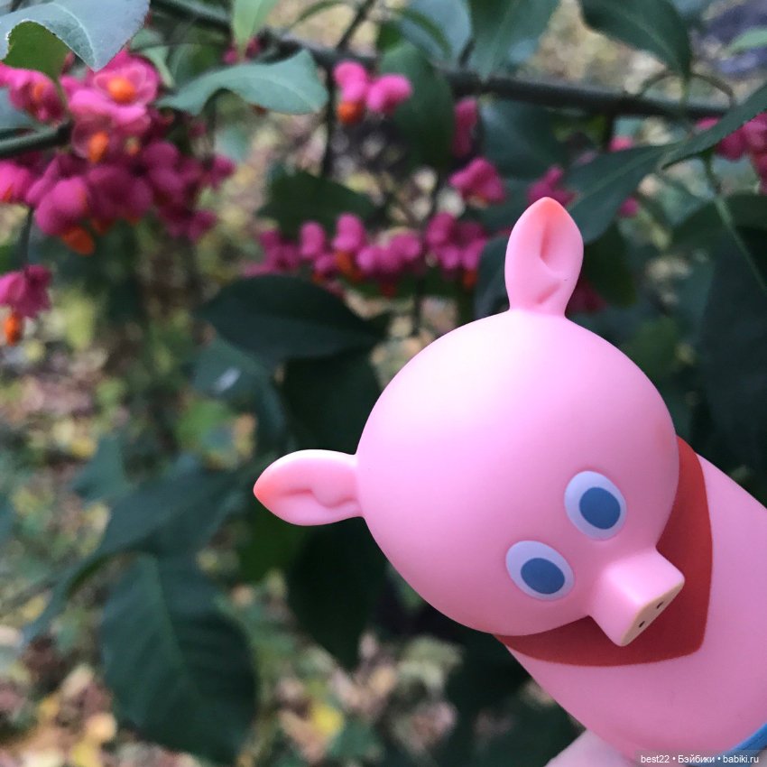 Поросенок Ву. Продолжаем гулять