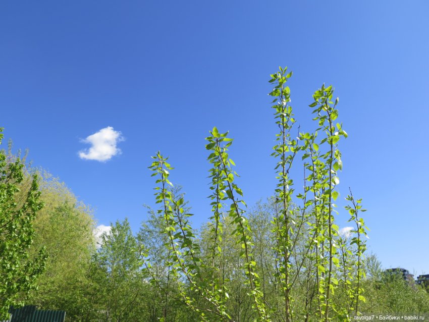 Бохо для Paola у реки — Куклы Paola Reina (Паола Рейна): новинки (фото 4)