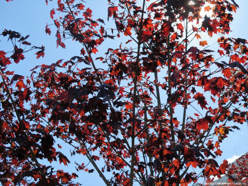 Летнее платье, Капуччино Короле и Паола Рейна