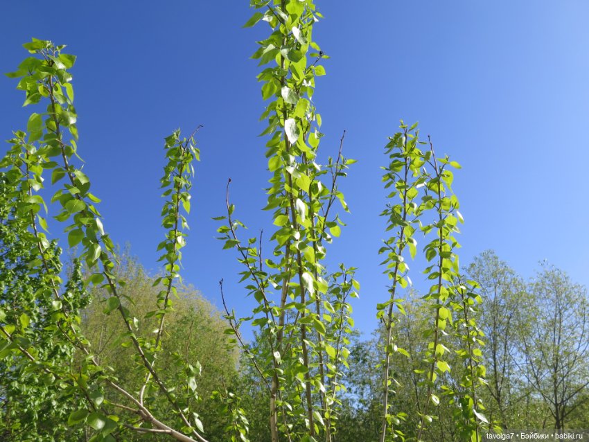 Летнее платье, Капуччино Короле и Паола Рейна (фото 6)