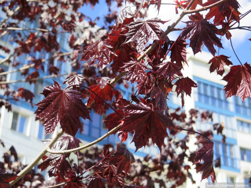 Летнее платье, Капуччино Короле и Паола Рейна