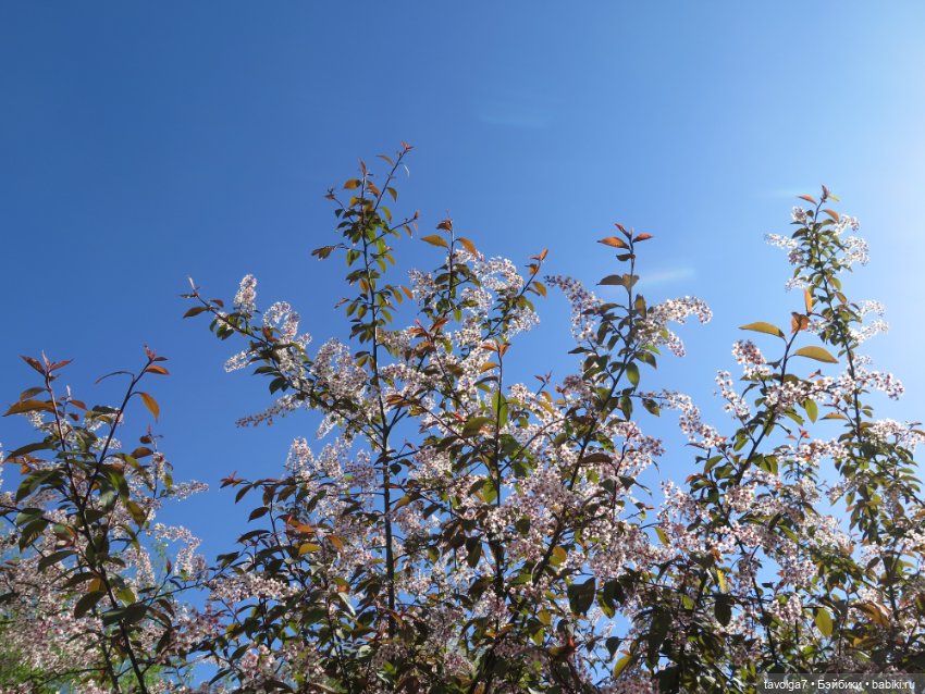 Летнее платье, Капуччино Короле и Паола Рейна (фото 4)