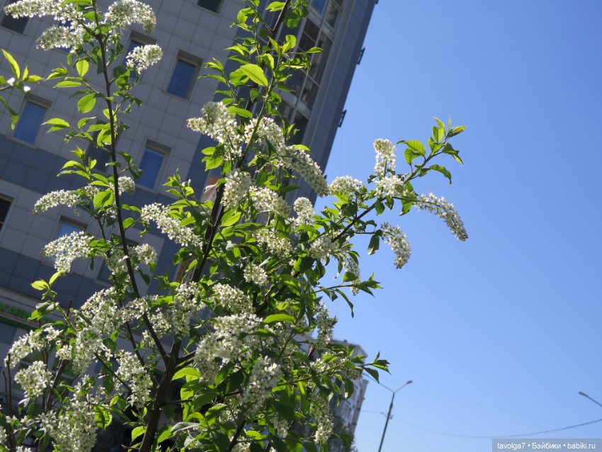 Летнее платье, Капуччино Короле и Паола Рейна (фото 3)