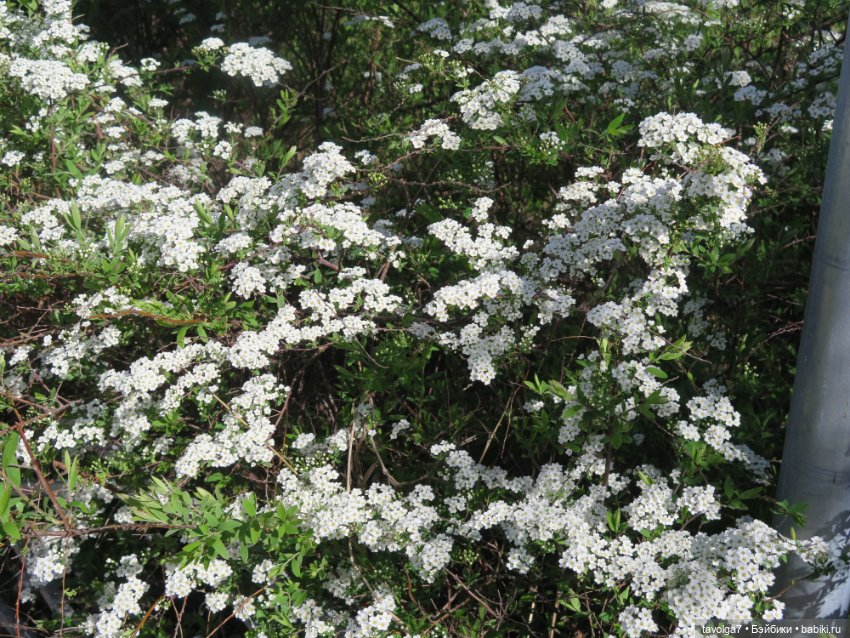 Летнее платье, Капуччино Короле и Паола Рейна (фото 5)