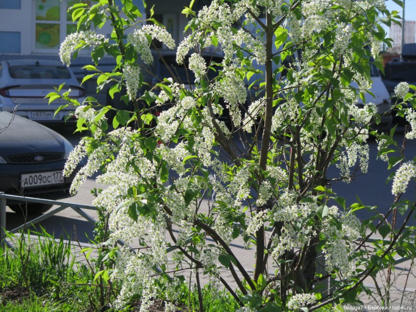 Летнее платье, Капуччино Короле и Паола Рейна (фото 2)