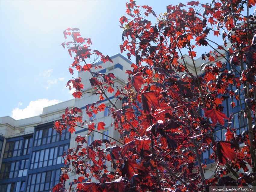 Летнее платье, Капуччино Короле и Паола Рейна