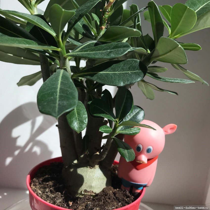 Поросенок Ву. Продолжаем гулять