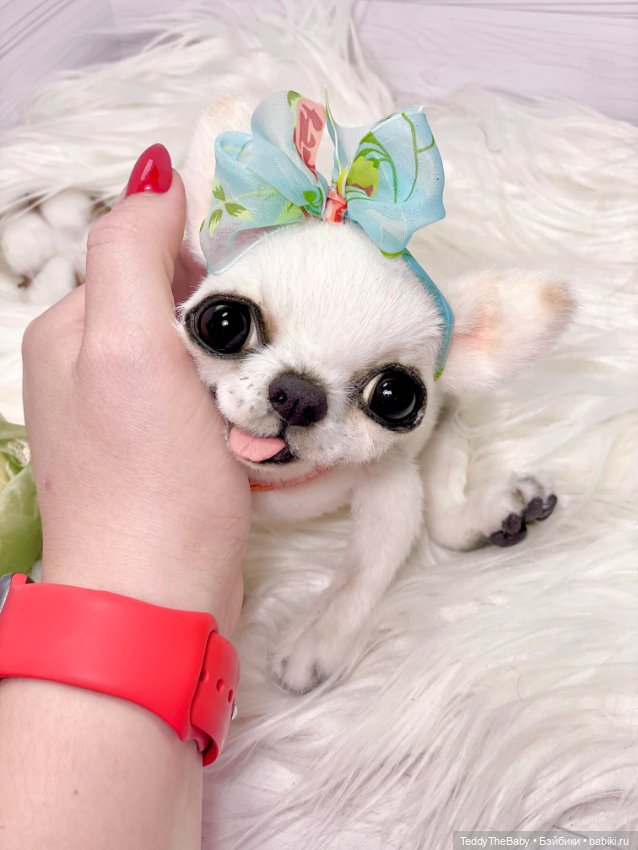 Марго 🎀 — Реалистичные игрушки и звери (Натюр): собаки