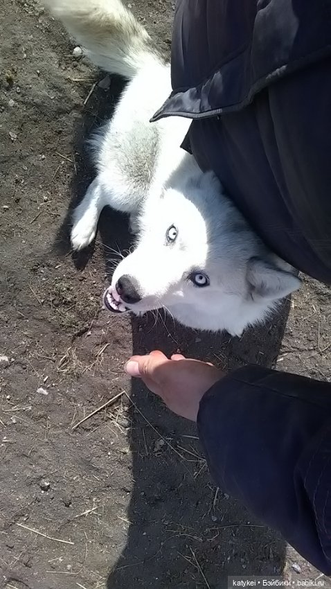 Зелёная планета — Текстильные игрушки и примитивы: кофейные