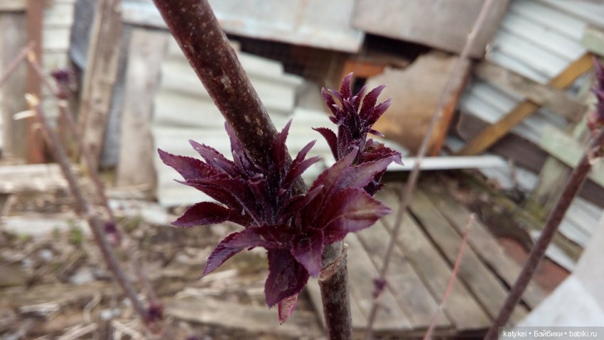 Хокку — Текстильные игрушки и примитивы: кофейные (фото 3)