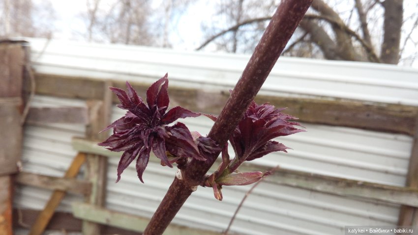 Хокку — Текстильные игрушки и примитивы: кофейные (фото 10)