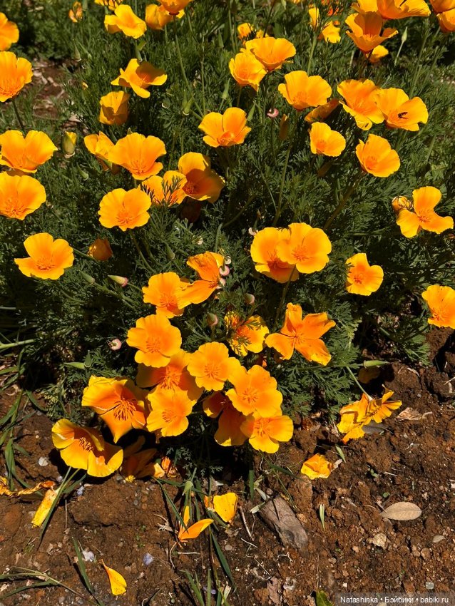 Fashion Dolls 504 — Туризм и путешествия: фотоотчеты из поездок (фото 8)