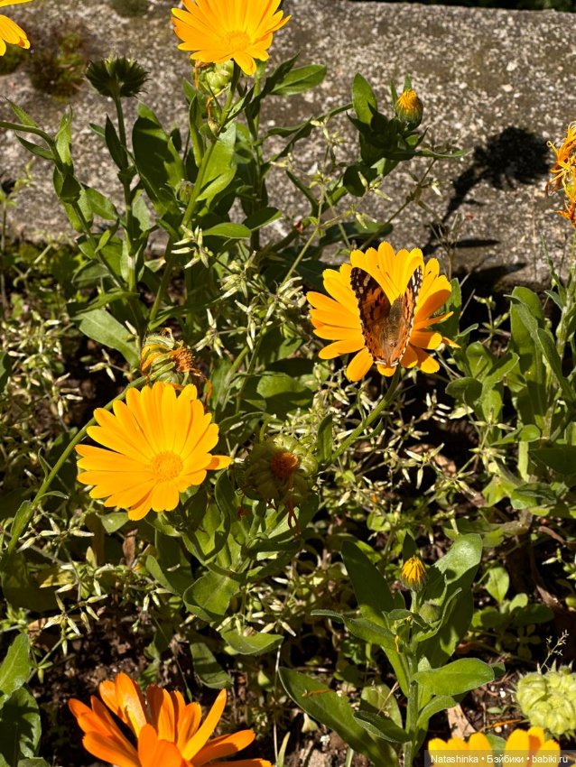 Fashion Dolls 504 — Туризм и путешествия: фотоотчеты из поездок