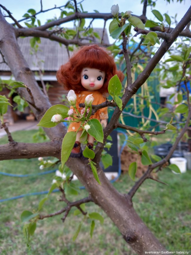 Садово - огородное... Доминика