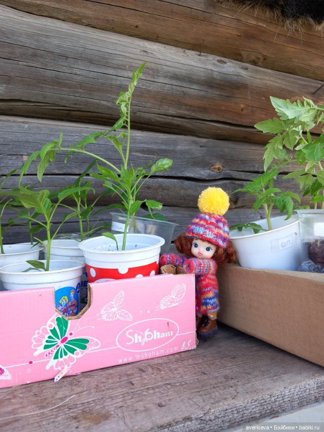 Садово - огородное... Доминика (фото 3)