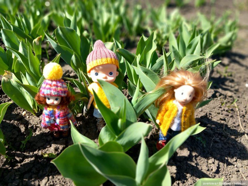 Садово - огородное... Доминика (фото 8)