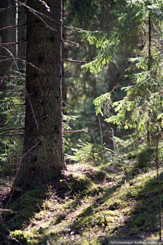 Прогулка (олененок Zelfs от австралийской компании Moose) (фото 3)