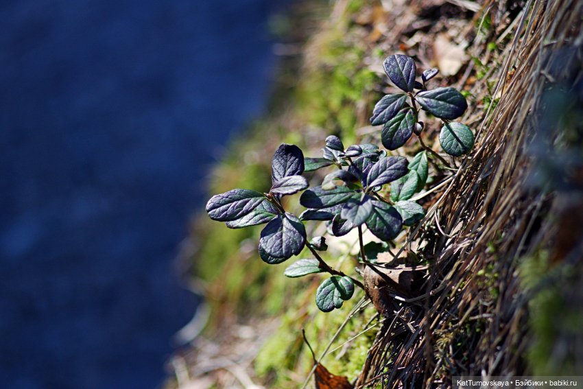 Прогулка (олененок Zelfs от австралийской компании Moose)