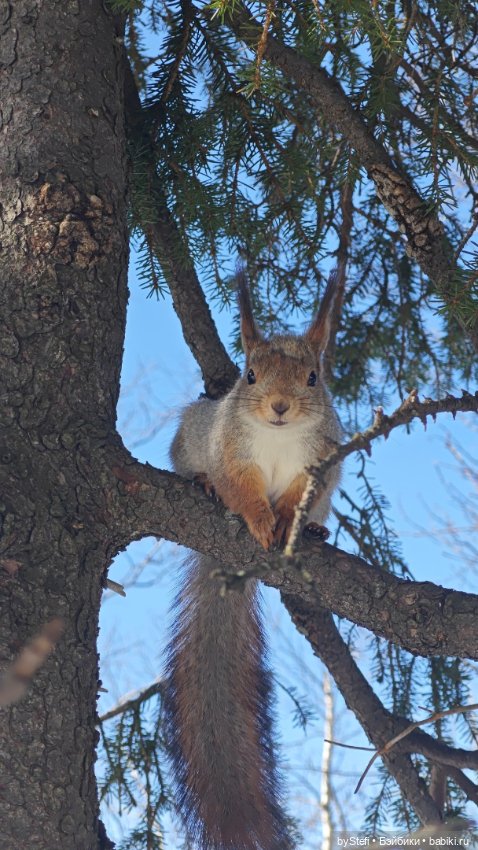 Мы опять в гости к белочкам забегали