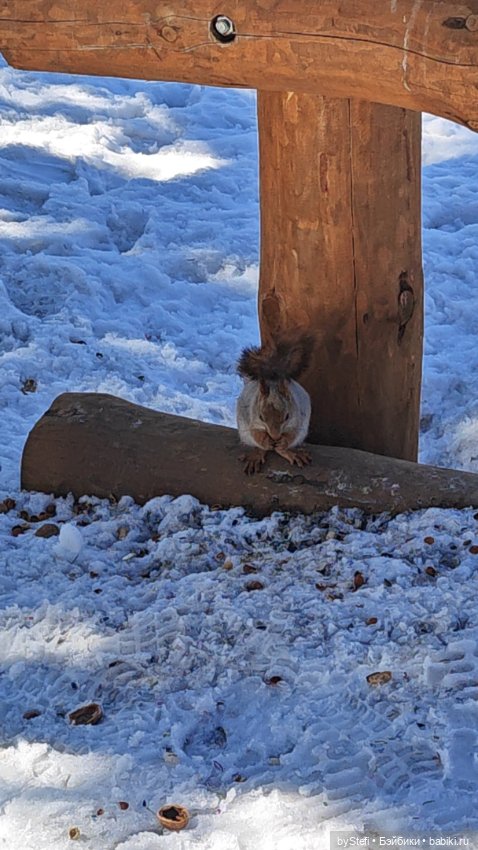 Мы опять в гости к белочкам забегали (фото 7)