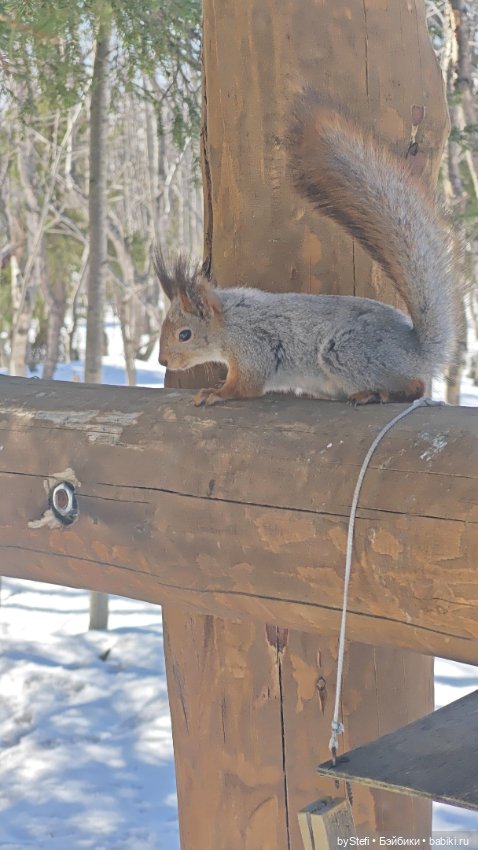 Мы опять в гости к белочкам забегали (фото 2)