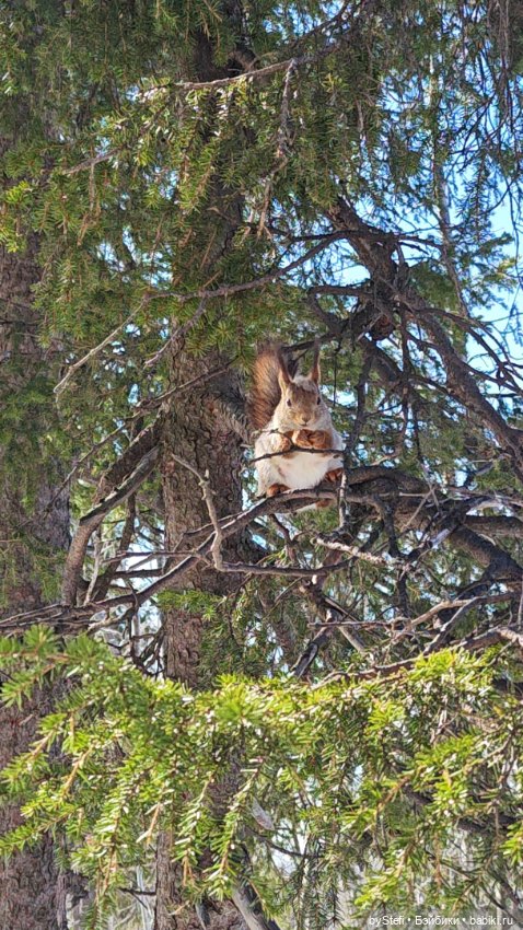 Мы опять в гости к белочкам забегали (фото 4)