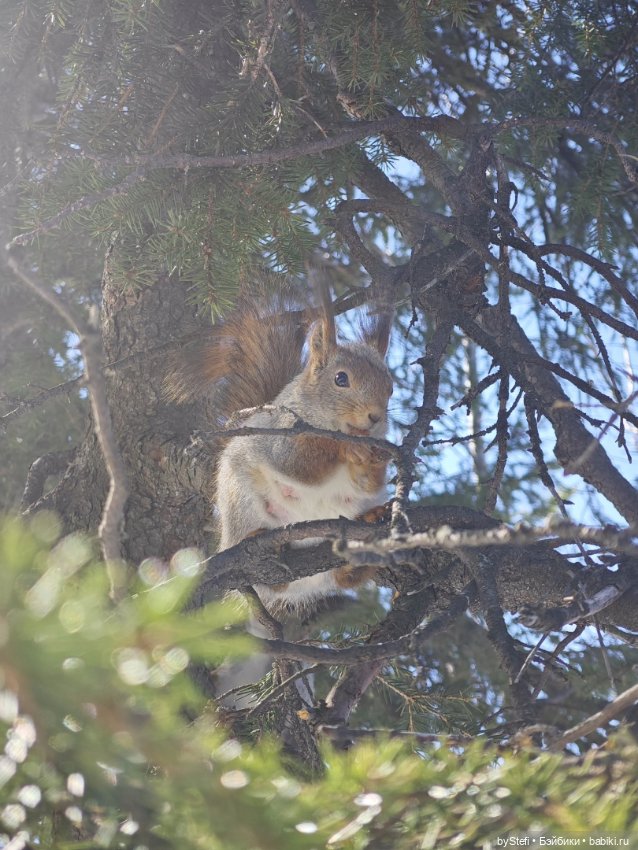 Мы опять в гости к белочкам забегали