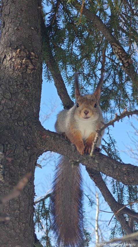 Мы опять в гости к белочкам забегали (фото 5)