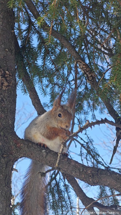 Мы опять в гости к белочкам забегали (фото 9)