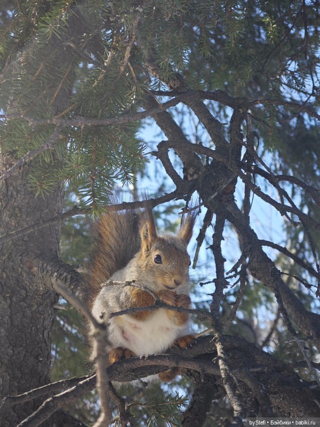 Мы опять в гости к белочкам забегали (фото 8)