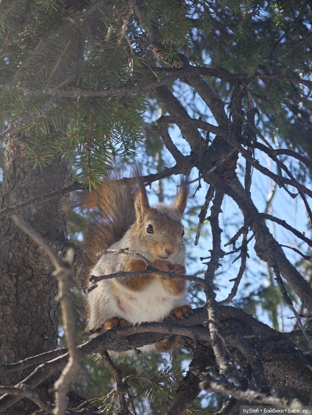 Мы опять в гости к белочкам забегали