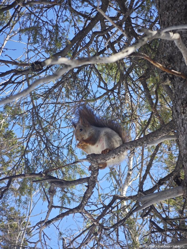 Мы опять в гости к белочкам забегали (фото 6)