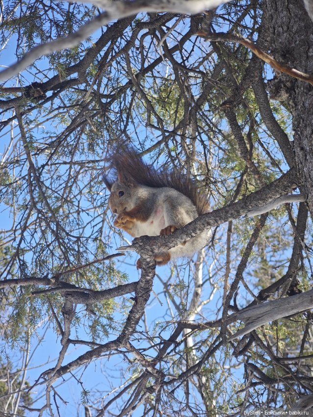 Мы опять в гости к белочкам забегали (фото 3)