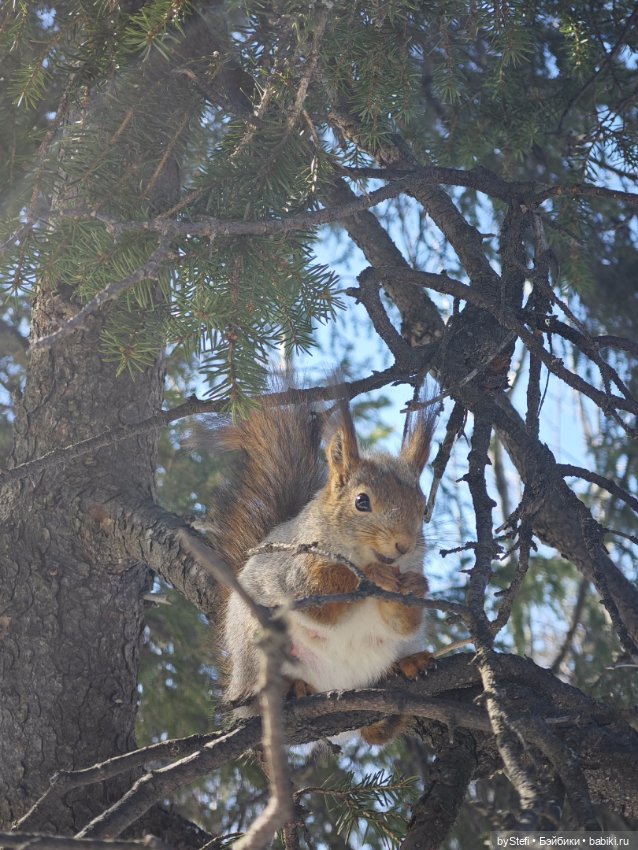 Мы опять в гости к белочкам забегали (фото 10)
