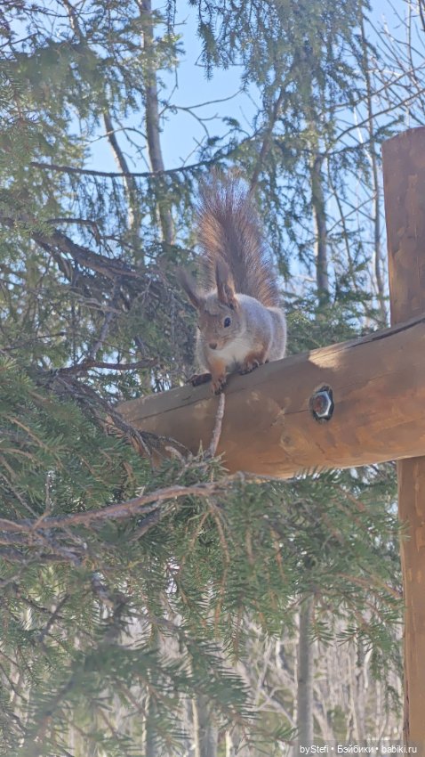 Мы опять в гости к белочкам забегали