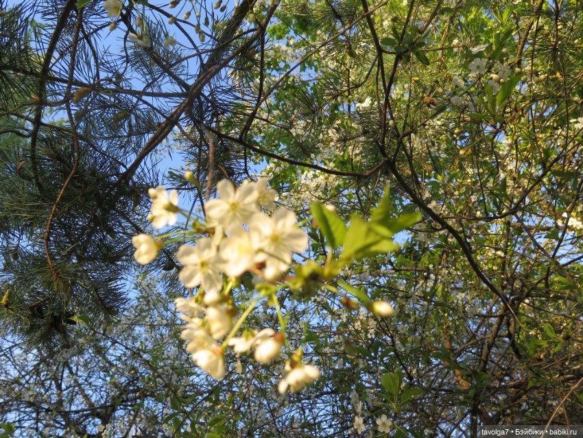 Ханами для Алёнка "Мир" — Советские винтажные куклы (СССР): Ленигрушка (фото 3)