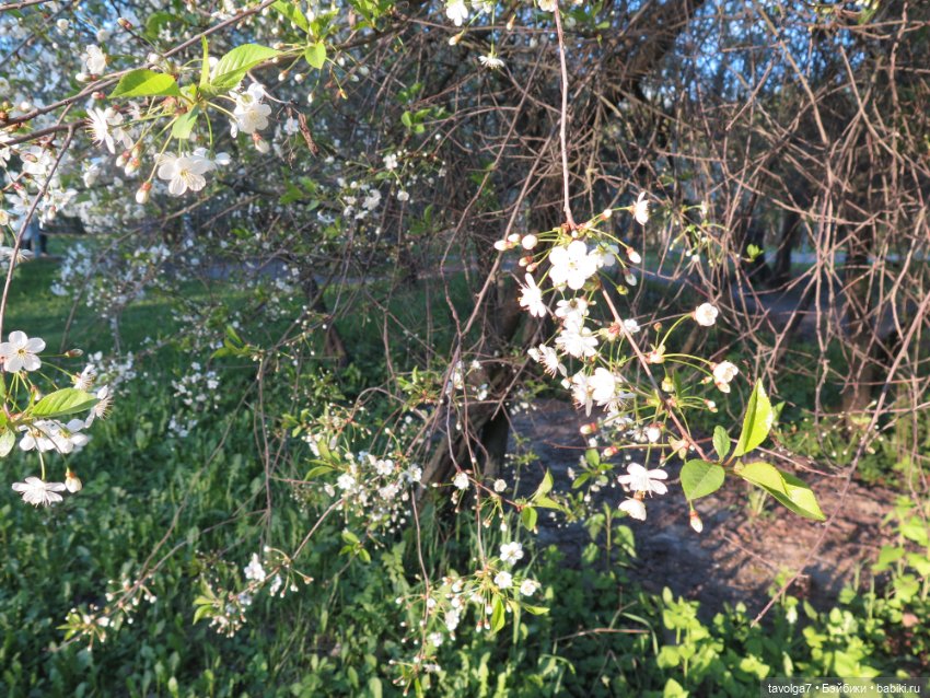 Ханами для Алёнка "Мир" — Советские винтажные куклы (СССР): Ленигрушка (фото 2)