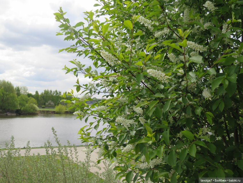 И снова Cappuccino Corolle