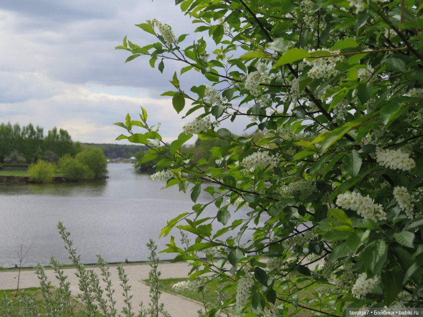 И снова Cappuccino Corolle (фото 3)