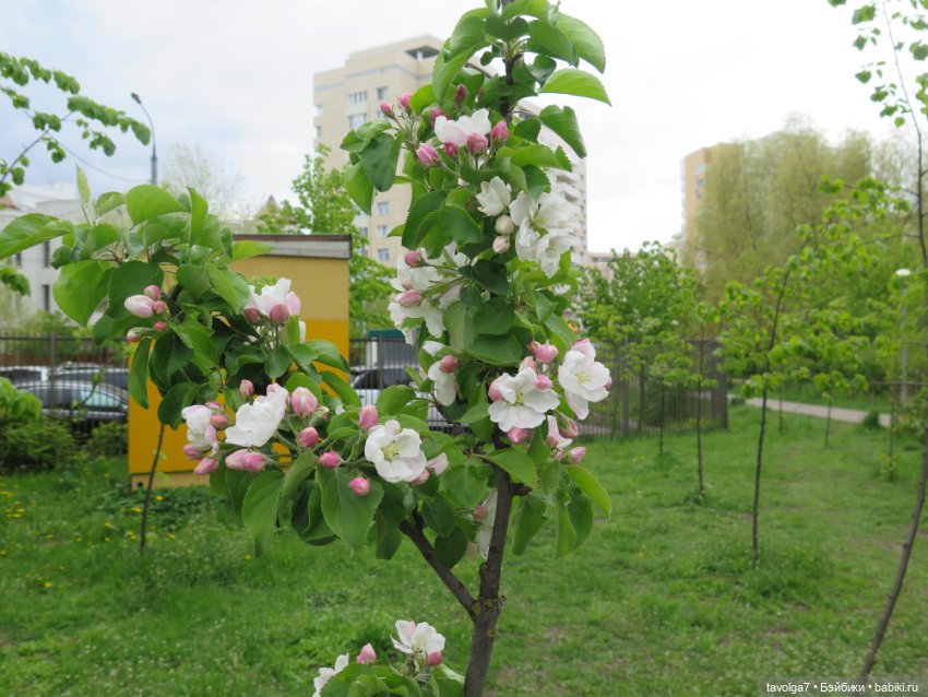Необычная пересадка маленьких кукол (фото 2)