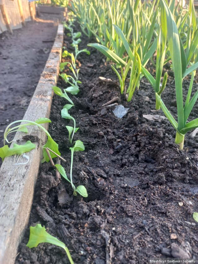 Веселые картинки. "Помощницы"