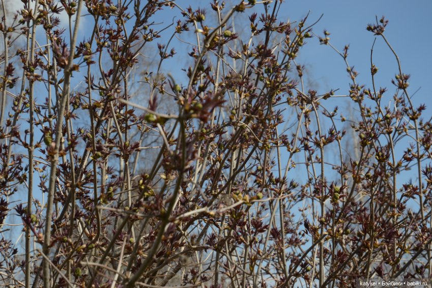 И так зелёные — Авторские мишки Тедди и друзья: фото (фото 10)