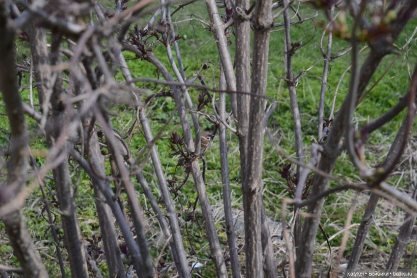 И так зелёные — Авторские мишки Тедди и друзья: фото