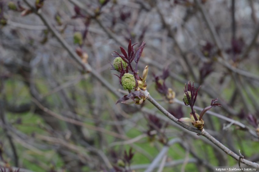 И так зелёные — Авторские мишки Тедди и друзья: фото